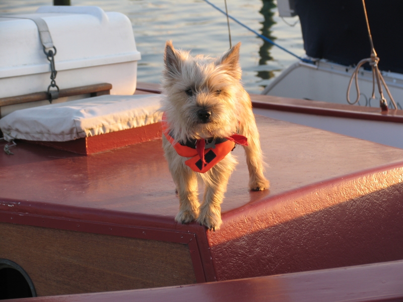 Hund på båt